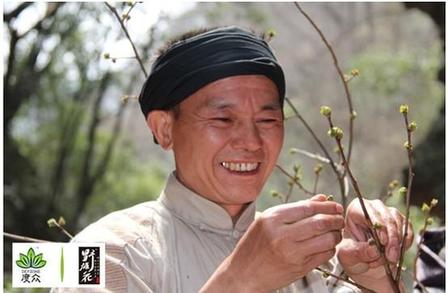 杜仲野雄花：何以珍貴?