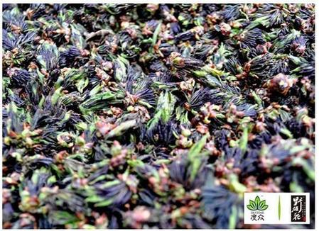 杜仲野雄花：何以珍貴?