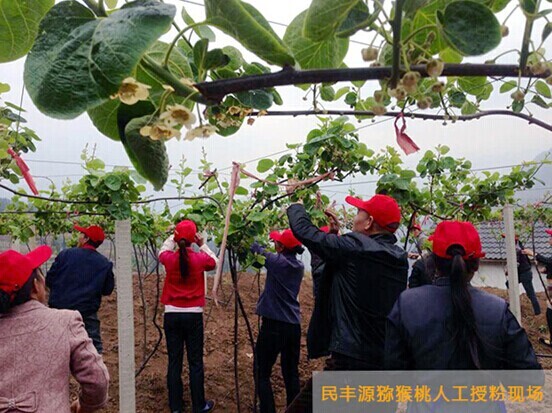 民豐源：用心出品每一個有機獼猴桃