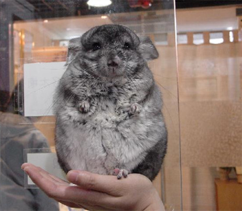 盤點中國富豪們的特殊小“癖好”