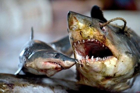 中國反腐放了鯊魚一條生路？