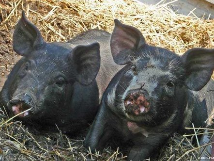 美國最賺錢的10大另類投資