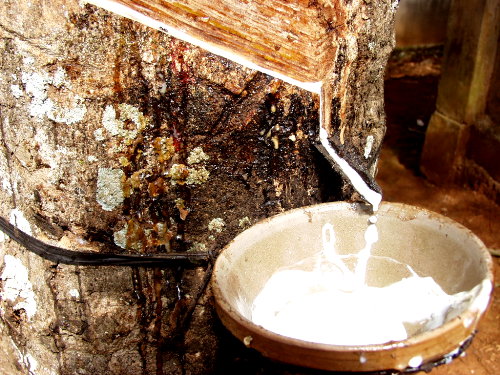 越南橡膠業日益艱難