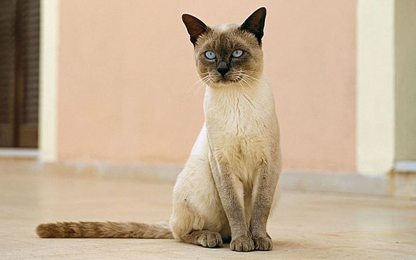 俄羅斯銀行出新招:貸款就送貓