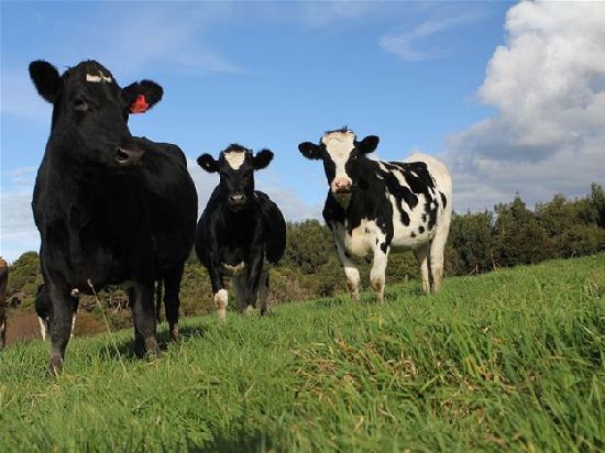 中澳自貿(mào)火爆 日本乳業(yè)憂澳洲棄日本市場(chǎng)