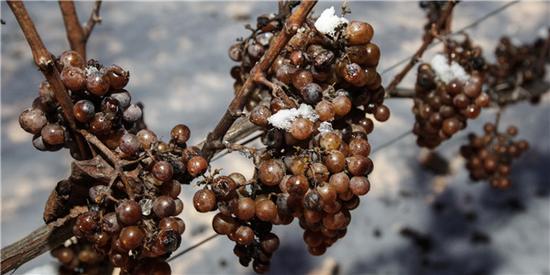 外媒：中國資金推動澳洲葡萄園大幅升值