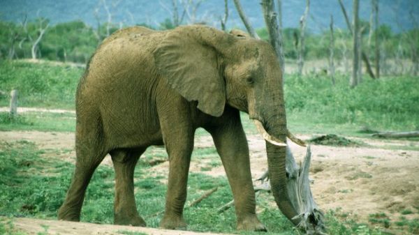 BBC：中國(guó)臨時(shí)禁止進(jìn)口象牙制品 稱嚴(yán)打象牙走私