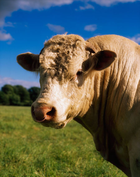 日媒稱日企憂中國從美國進口牛肉：怕以后買不著肉