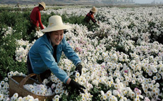 湖北麻城產業轉型助推老區新跨越