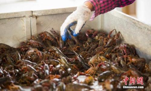 “龍蝦學院”刷屏網絡 還有哪些高校不走尋常路?