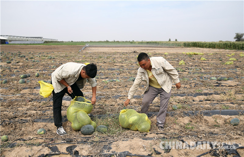 庫布其生態治理:甘草“躺著長” 沙漠大變樣