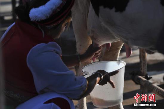 鮮奶分級標(biāo)準(zhǔn)將出臺(tái) 將改變好奶賣不出好價(jià)狀況