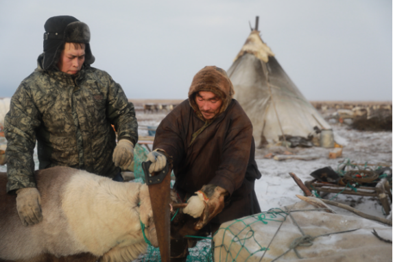 喝鹿血吃生肉的北極圈最古老部落也來天貓雙11剁手了